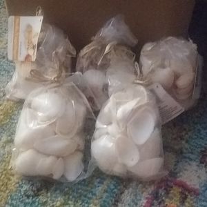 Seashells